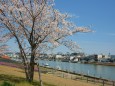 汐見桜と竹田川