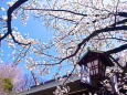 靖国神社の桜