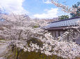 小諸城址公園の桜