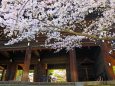 知恩院の桜