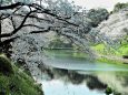 千鳥ヶ淵の朝