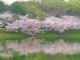 池に映る桜