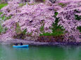 千鳥ヶ淵の桜