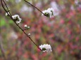 散歩道の花たち