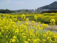 菜の花の風景