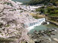 城原川の桜