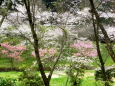 渓流公園の桜