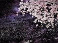 桜の花筏