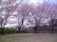 散り始めた桜