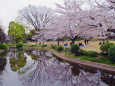 桜の園・2