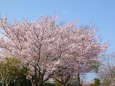 満開の桜