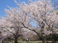 最高の花見頃