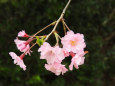 ひっそりと咲く八重桜