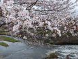 河川敷の桜