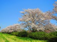 奈良平城京跡公園の桜