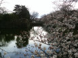 松本平の桜満開