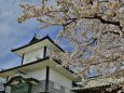 石川門の桜