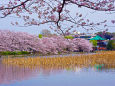 春の不忍池・弁天堂と桜並木