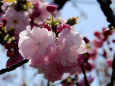 通り抜けの桜・春日井