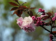 八重桜の開花