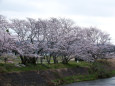 河川敷の桜