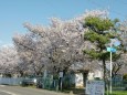 旭公園の桜