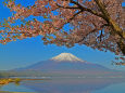 山中湖の春富士