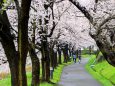 高田の桜並木