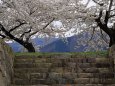 松代城壁の桜