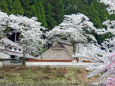 茅葺き屋根に満開の桜