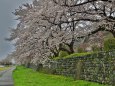 犀川の桜