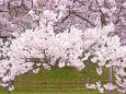 高遠城址公園の桜