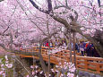 高遠城址公園・桜雲橋と桜