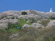 船岡城址公園の桜