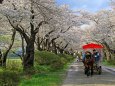 北上展勝地の桜並木