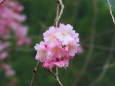 ひっそりと咲く枝垂れ桜2