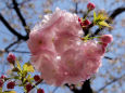 通り抜けの桜・林二号