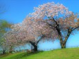 八重桜を幻想的に・・