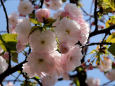 通り抜けの桜・大提灯