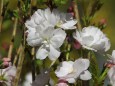 枝が縦に伸びる桜「天の川」