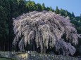 水戸野のしだれざくら