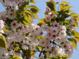 通り抜けの桜・芝山