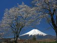 遅い桜と富士