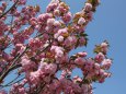 満開の牡丹桜
