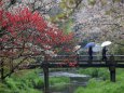 忍野八海雨の日