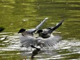 オナガの水浴び