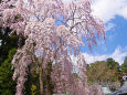 塩竈・志波彦神社のしだれ桜