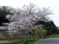 河川敷の桜