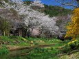 忍野の桜