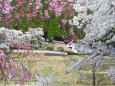 茅葺き屋根に満開の桜2